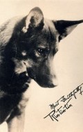 Full Rin Tin Tin filmography who acted in the movie The Lone Defender.