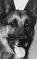 Full Strongheart the Dog filmography who acted in the movie White Fang.