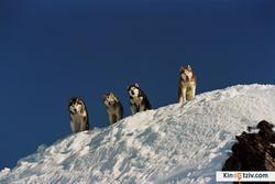 Eight Below photo from the set.