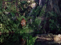Jungle Book photo from the set.