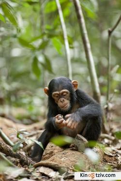 Chimpanzee photo from the set.