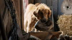 A Dog's Purpose photo from the set.