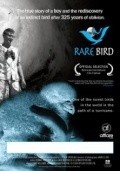 Movies Rare Bird poster