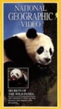 Movies Secrets of the Wild Panda poster