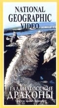 Movies The Dragons of Galapagos poster