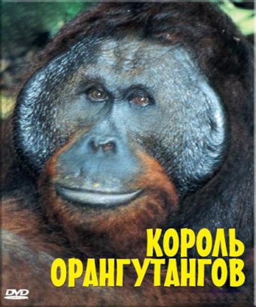 BBC: The Natural World. The Orangutan king is similar to Praejusios dienos atminimui.
