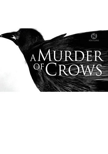A Murder of Crows is similar to Yee Hoo Polka.