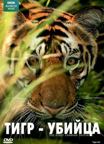 BBC: Natural World - Tiger Kill is similar to Dodsdoktorn.