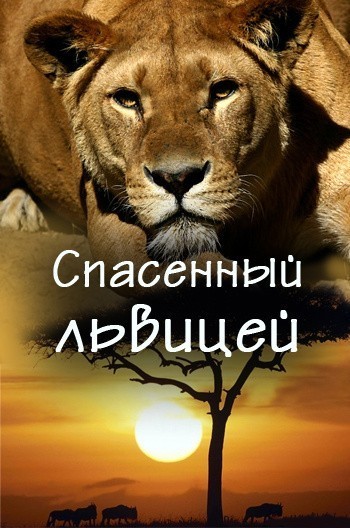 Saved by the lioness is similar to In the Valley of Elah.