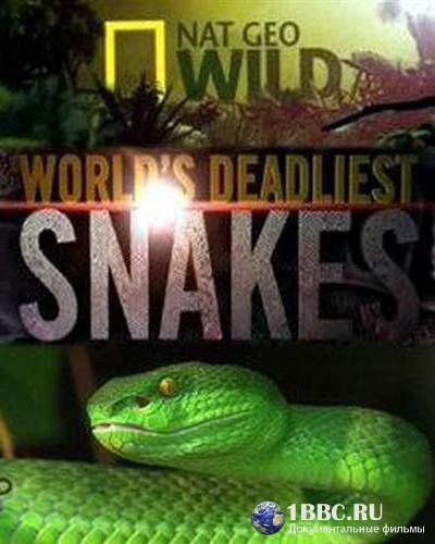 N.G: World's deadliest snakes is similar to The Big Day.