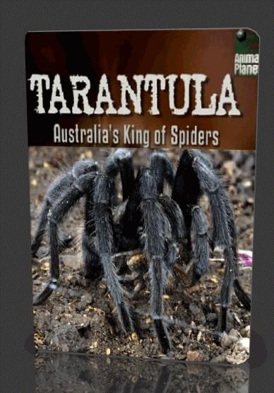 Tarantula- Australia's King of Spiders is similar to Tingu Ranga.