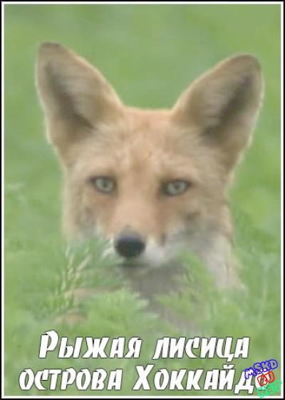 Wilderness in Japan: Hokkaido Red Fox is similar to Square Dance Katy.